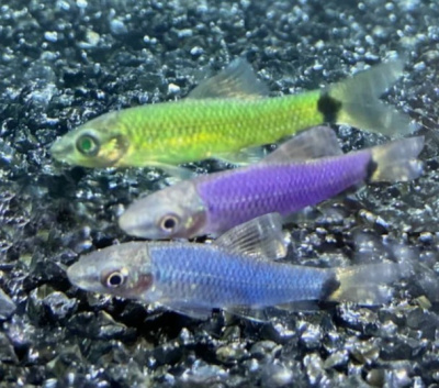 Водорослеед (GloFish) Ассорти